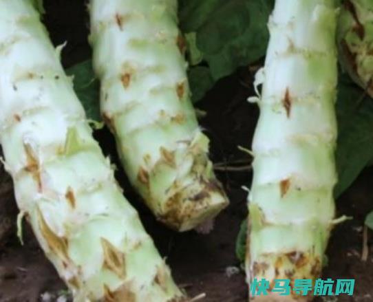 莴笋开花怎么做好吃？新鲜莴笋怎样长期存放？